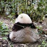 本場・中国でパンダ人気が再燃！彗星のごとく現れたトップアイドル「和花」がブームをけん引　競争社会の疲れを癒やし、愛国心も揺さぶる