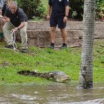 洪水で市街地に流されたワニ捕獲 豪北東部