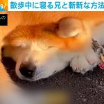 散歩中に寝る兄犬 “斬新な方法”で起こす弟たちに話題沸騰