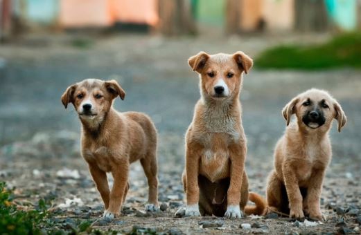 【速報】犬肉食禁止法に反対する団体、警告通りガチで野犬をソウルに放出「犬約100匹を載せたトラック30台」ｗｗｗｗｗｗｗ