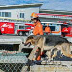 【能登半島地震】「災害救助犬に靴を履かせてあげて！首輪もないし」の声が相次ぐ→救助犬NPO「理由を解説します」1.6万件いいね