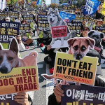 【速報】韓国の犬食文化終了　飼育段階から全面禁止「殺せば3年以下の懲役または328万円以下の罰金」
