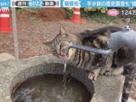 猫が江戸の手水鉢を占拠する様子に「凄い美味しそうに飲んでる」「仕方ない、猫はすべてに最優先」と反響