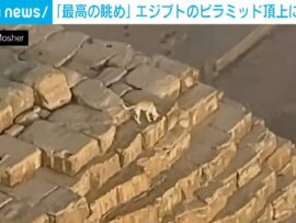 エジプトのピラミッド頂上に野良犬 撮影者「登った理由はわかる」