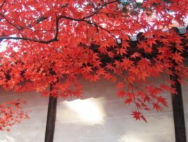 【2024年最新】京都紅葉🍁絶景スポット＆穴場カフェ情報！