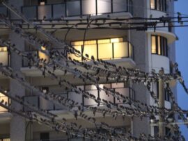 ムクドリ被害、駅前ケヤキ並木がねぐらの謎：騒音と糞害に悩む住民たち