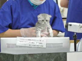 ペットビジネスの闇：年間2万5千匹の犠牲、その背後にある残酷な現実とは？