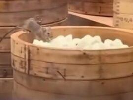 「ネズミがギョーザを食べている」…１４３年伝統の中国点心食堂で衝撃動画