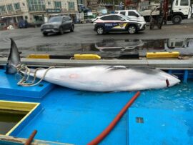 江原道沖でミンククジラ混獲、660万円で委託販売