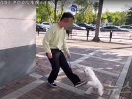 愛犬家必見！暴力的なしつけで炎上中の韓国YouTuber、動物虐待で告発される