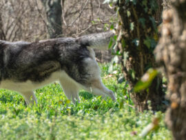 愛犬オーディン、コヨーテと誤認され射殺される悲劇…マサチューセッツ州で