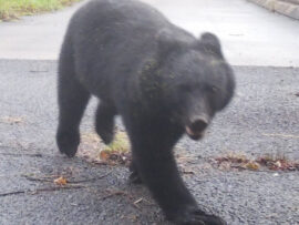 スーパーにクマ侵入！秋田市で再び捕獲、駆除へ　～人との共存は？～