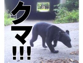 秋田市中心部でクマ捕獲！なぜ秋田でクマ出没が相次ぐのか？