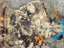 絶滅危機のウミガメを獲って食べた住民たちの最後…３人死亡・３２人入院＝フィリピン