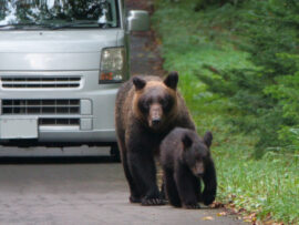 クマ出没注意！遭遇しないための対策と共存への道