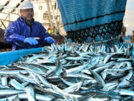 福島県沖の海水温上昇、50年で約2度！漁業への影響は？サンマ漁はどうなる？