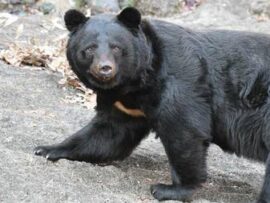 ツキノワグマ駆除問題：都市部への出没と共存の難しさ