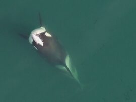 シャチの「サーモンハット」再び！ ピュージェット湾で37年ぶりの目撃情報