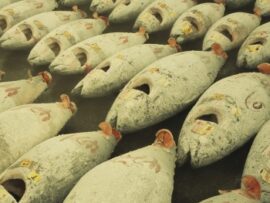 闇マグロの実態：日本の食卓を脅かす影
