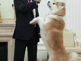 秋田犬「ゆめ」は健在　ロシア大統領に贈呈、高齢12歳