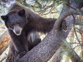 狩猟事故の悲劇：落下してきたクマの下敷きになりハンターが死亡、安全対策の再考を促す