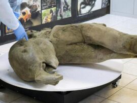 ５万年前のマンモスの赤ちゃん「ヤナ」、永久凍土の融解で奇跡の発見！ ロシア・サハ共和国