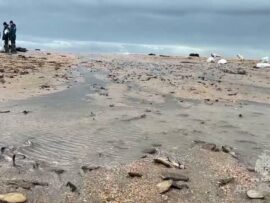 ケルチ海峡重油流出事故：プーチン大統領、対応の遅れに激怒、新たな対策本部設置へ