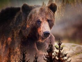 クマ対策の現実：都市部への出没増加と駆除問題のジレンマ