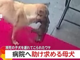 母犬の賢明な行動：瀕死の子犬を動物病院へ運び込み、命を救う奇跡