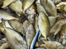 磯焼け対策の救世主！「そう介」カツで対馬の海と食卓を豊かに