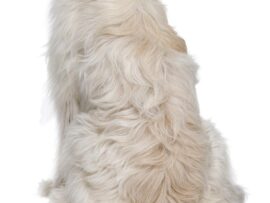 バーで犬と勘違い？女性が撫でていた意外なモノとは…【爆笑動画で話題沸騰中！】