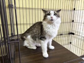 猫の遺棄事件から考える、責任あるペット飼育のあり方