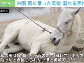 白龍、英雄馬：凍える川で男性救出劇