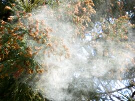 【花粉症対策2024】スギ花粉に負けない！最新対策と根本原因を探る