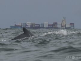 チリ沖でカヤックごとザトウクジラに飲み込まれた男性、奇跡の生還！