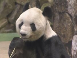 パンダ界のレジェンド永明、32歳で永眠　その偉大な功績と愛された日々を振り返る