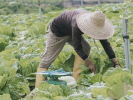 技能実習生不足で揺らぐ日本の農業：魅力低下で農家が悲鳴
