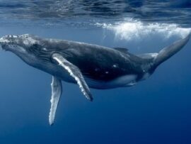 カヤックごとザトウクジラに丸呑み！？奇跡の生還劇！