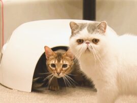 【瓦で猫を虜に！】三州瓦の猫小屋「瓦猫」が大人気！伝統工芸の新たな挑戦