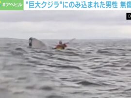 チリ沖でカヤック男性、ザトウクジラに一瞬飲み込まれるも奇跡の生還劇！
