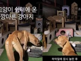 餓死寸前の犬、韓国の猫保護施設に現れる：希望の光を見つけるまでの物語