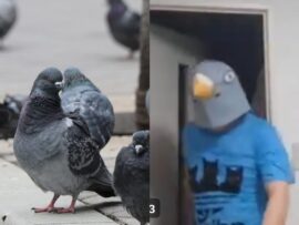 ハト虐待事件：その背後に潜む闇、そして動物愛護の重要性