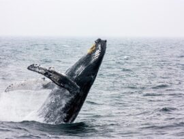 クジラが海にいた男性をのみこむ「死んだかと思った」。危機一髪の瞬間をカメラが捉える（チリ）