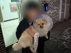 10歳息子の前でペットを投げた「トンデモ」親…韓国警察「児童虐待」適用を検討