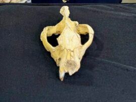 「古代エジプトの森の王」、ほぼ完全な頭蓋骨の化石発見　絶滅の原因に迫れるか