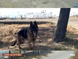 愛犬カフェ前に置き去り…韓国で犬の遺棄事件多発、悲痛な現実と対策とは？