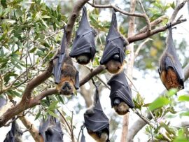コンゴで謎の奇病が流行、コウモリ由来か？死者50人超、感染拡大に懸念