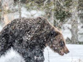 【OSO18事件】恐怖のヒグマ、その正体は？ 北海道を震撼させた「牛喰いヒグマ」の謎