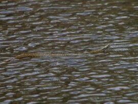 北海道の大自然で繰り広げられる生命のドラマ：大鷲と蛇の壮絶な戦い