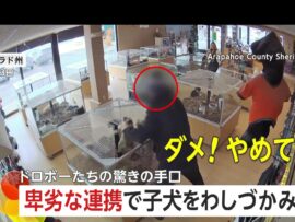 【子犬誘拐事件】コロラド州ペットショップで大胆な犯行！63万円相当のブルドッグ奪還劇